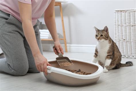 The 13 Best Cat Litter Scoops for 2024 